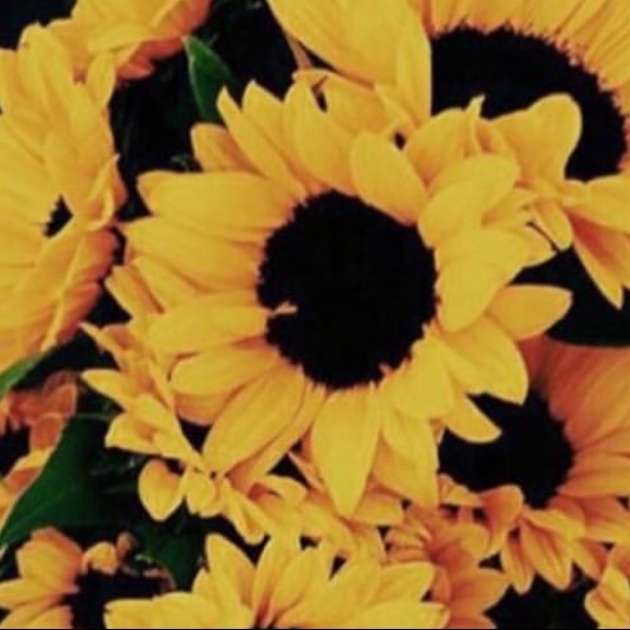 Meet your Posher, Taylor - Picture 1 of 1